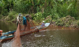 Du khách thích thú bắt cá đồng, đi cầu khỉ rừng U Minh Hạ