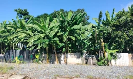 Bạc Liêu: Gần 2 năm chưa cưỡng chế hộ dân chiếm đất 3 nhà kế bên