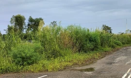 Công ty Công Minh thực hiện gói thầu cây xanh 12 tỷ đồng ở Bạc Liêu