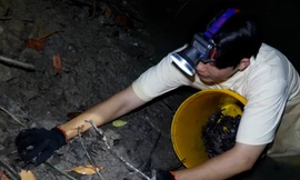 Trải nghiệm khó tả: Nửa đêm vào rừng chong đèn, lội bùn, bắt ba khía 