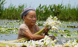 Bông súng 'ma' nở rộ trắng cả cánh đồng