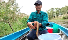 Theo 'thợ săn' sản vật vào rừng U Minh Hạ 