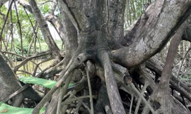 Chiêm ngưỡng cây đước đột biến hơn 60 năm tuổi, thân có 11 ngọn