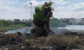 Phó trưởng Phòng Kinh tế TP. Cà Mau chỉ đạo đốt rác cháy cây cảnh: Chủ cây đòi bồi thường 150 triệu