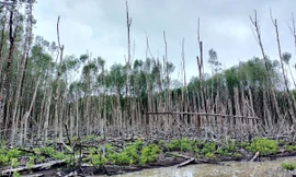 Gần 30ha trong dự án trồng rừng ngập mặn tại Cà Mau bị chết