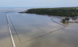 Vụ nuôi sò huyết trong rừng phòng hộ: Chủ tịch Cà Mau ba lần phát công văn chỉ đạo xử lý