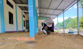 Cà Mau hỏa tốc 'giải cứu' hàng nghìn tấn lúa ngon nhất thế giới 