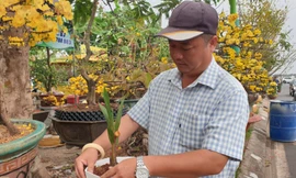 Cây dừa 'tí hon' ở Cà Mau ra hoa, thu hút sự chú ý của nhiều người
