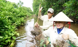 Săn chù ụ 'mặt ngầu' trong rừng ngập mặn kiếm nửa triệu mỗi ngày