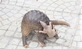 Người dân giao nộp 2 cá thể tê tê Java quý hiếm ở Cà Mau