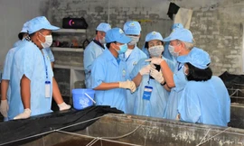 Chuyên gia nước ngoài đánh giá cao mô hình nuôi tôm dưới tán rừng ngập mặn Cà Mau