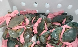 Thực hư thông tin cua Cà Mau khó xuất khẩu Trung Quốc 