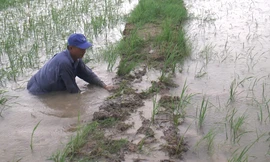 Hơn 4.600ha lúa ở Cà Mau bị ngập do mưa lớn