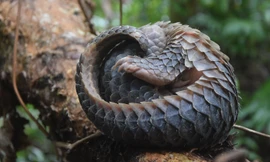 Chiêm ngưỡng động, thực vật quý hiếm ở Vườn quốc gia U Minh Hạ