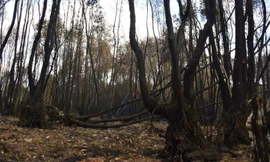 Chủ tịch Cà Mau chỉ đạo điều tra nguyên nhân vụ cháy 40ha rừng