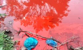 Lại tái diễn nước kênh chuyển sang màu đỏ ở Cà Mau