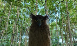 Chim cú cá quý hiếm xuất hiện, người Hà Nội bỏ tiền bay vào Cà Mau chụp hình nghiên cứu