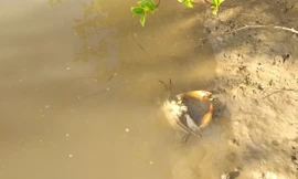 Lại xuất hiện tình trạng cua Cà Mau chết trên diện rộng