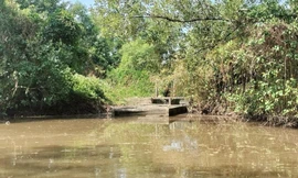 Cưỡng chế thu hồi dự án sân chim Đầm Dơi biến thành vuông nuôi tôm