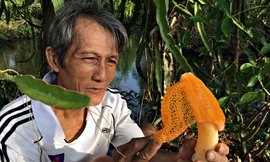 Lão nông ở Cà Mau trồng nấm nữ hoàng quý hiếm 