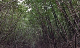 Nguyên Giám đốc Vườn Quốc gia Mũi Cà Mau bị bắt về tội tham ô tài sản