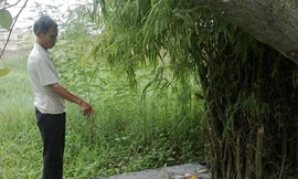 Thực hư chuyện ‘thần khuyển’ trấn yểm đường cao tốc