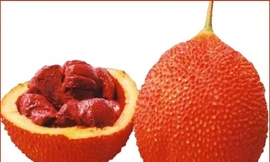 Hạt gấc chữa mụn nhọt, ghẻ lở