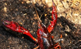 Khẩn trương kiểm tra việc nuôi tôm hùm đỏ tại Đồng Tháp