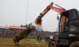 Khống chế trâu chọi lồng chạy trên sân đấu