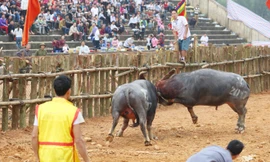 Cặp trâu chọi thi đấu 1h30 phút bất phân thắng bại