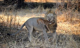 Sư tử ngoạm cổ nai con sau 30 phút kết bạn