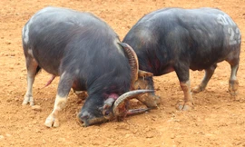 Trâu chọi đổ máu tìm ngôi vương