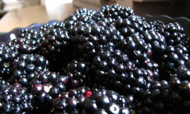 Tám thực phẩm màu đen tốt cho sức khỏe