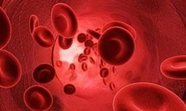 Cơ thể và chất sắt