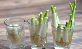 Cách trồng hành trong bếp cực dễ