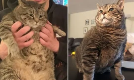 Chú mèo mập bị dân mạng "troll" nhiều quá