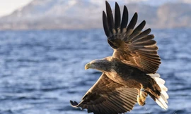 Đại bàng đuôi trắng đã trở lại