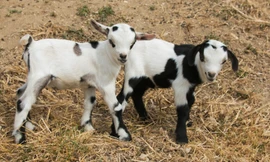 Xét nghiệm ADN cho dê