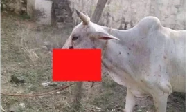 Bò mang thai bị cho ăn lúa mỳ gài pháo.