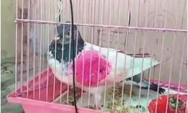 Chú chim bị nghi là bồ câu do thám