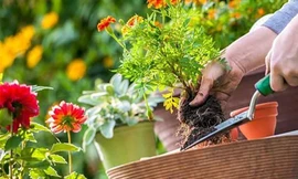 Không nhất thiết phải là tôi