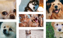 Trắc nghiệm thú cưng