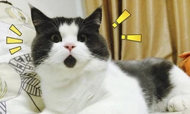 10 chú mèo có bộ lông độc đáo