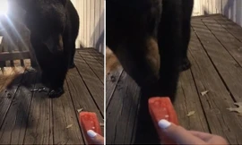 Cho gấu ăn dưa hấu rồi chụp ảnh khoe trên mạng, cô gái không biết mình đối diện hậu quả gì