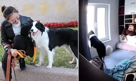 Xem lại camera gia đình, cô gái bất ngờ khi biết chú chó ở nhà làm những gì khi cô đi làm