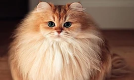 Chú mèo ăn ảnh nhất thế giới