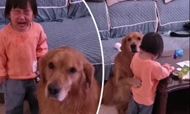 Chú chó bảo vệ cô bé bị mẹ mắng dễ thương thế này, tại sao lại bị cộng đồng mạng nghi ngờ?