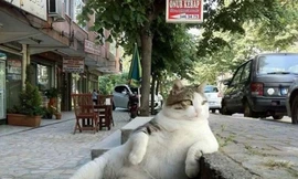 Chú mèo hoang được dựng tượng đồng