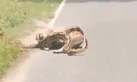 Một người giải cứu con nai bị trăn quấn