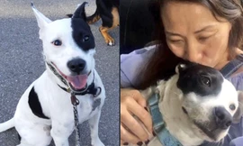 Một người bị bệnh sợ chó đã nhận nuôi một chú chó bị bệnh sợ con người